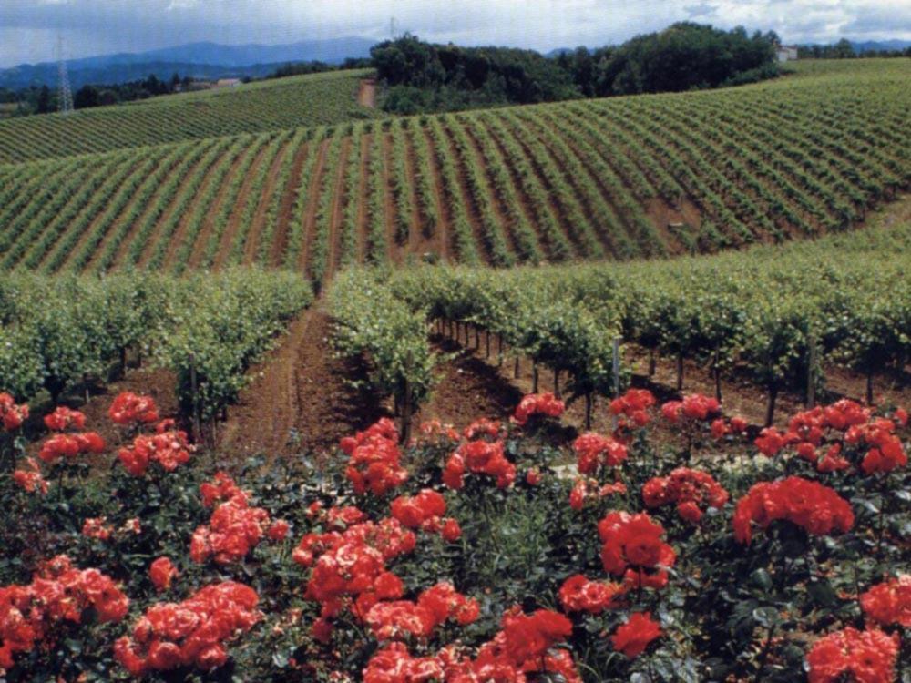Agriturismo Tenuta La Marchesa Novi Ligure Eksteriør bilde